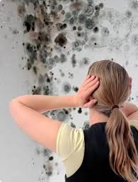 mold removal Lomita